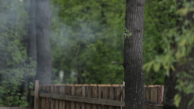 Trees, Nature, Smoke, Fence
