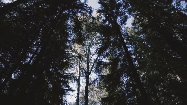 Trees In The Forest. Bottom View