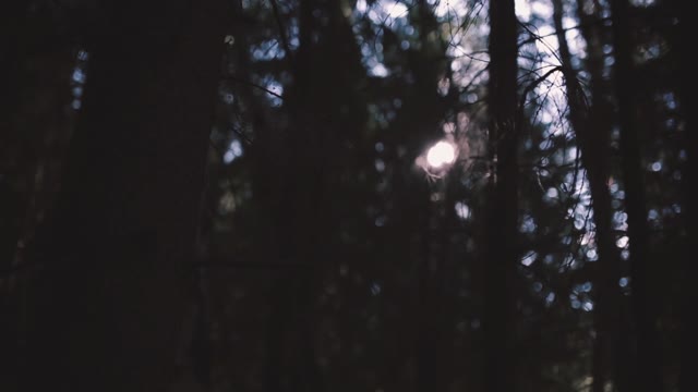 The Sun Through The Branches Of Trees