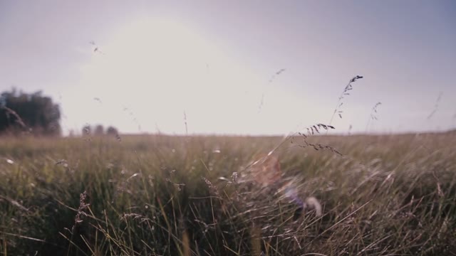 Grass Outdoors