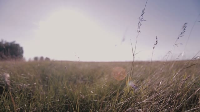 The Grass In The Field. Infinitely Movement