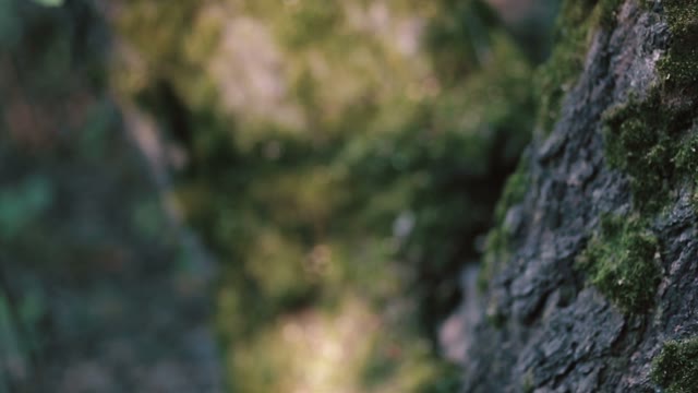 Moss On A Tree Close Up
