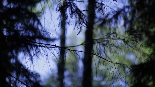 Silhouette Of Tree Branches Against The Sky