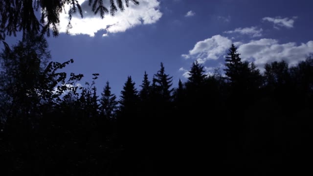 Forest Silhouette Against The Sky