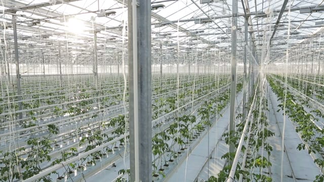 Big Industrial Greenhouse, Rows Of Vegetables