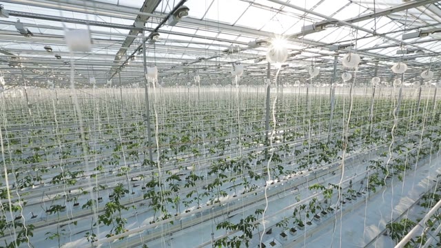 Industrial Greenhouses, Many Rows Of Green Plants