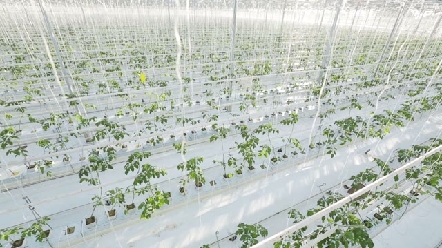 Rows Of Plants In A Large Greenhouse. The Camera Shoots From The Top