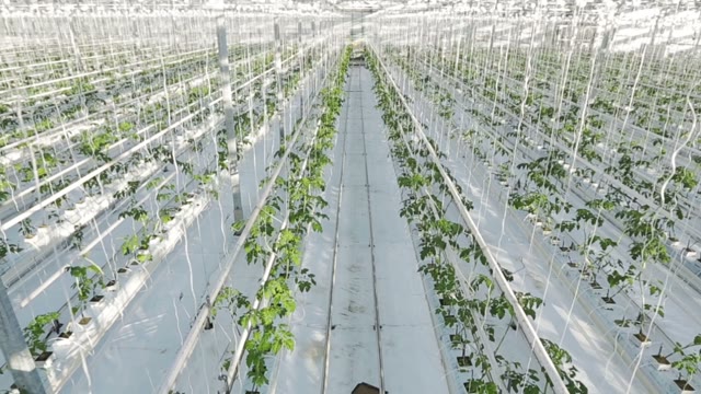 Long Rows Of Green Plants In A Huge Glasshouse