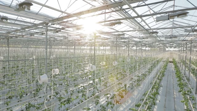 Long Rows Of Green Plants In A Huge Glasshouse