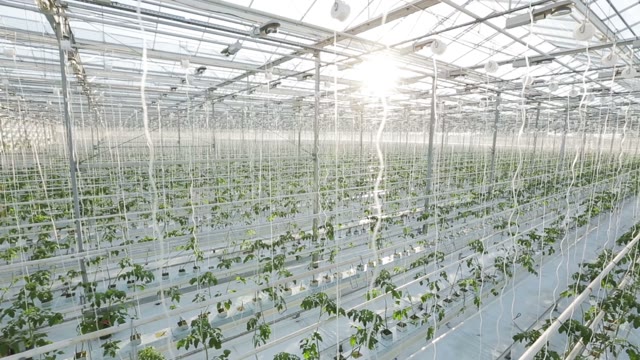 Industrial Greenhouses, Many Rows Of Green Plants