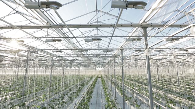 Rows Of Plants In A Large Greenhouse. The Camera Shoots From The Top