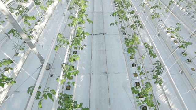 Long Rows Of Green Plants In A Huge Glasshouse