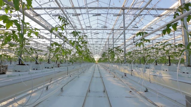 Long Rows Of Green Plants In A Huge Glasshouse