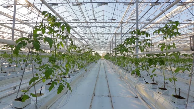 Industrial Greenhouses, Many Rows Of Green Plants