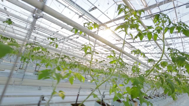 Industrial Greenhouse, Close-up Of Plant Leaves