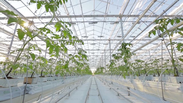 Rows Of Plants In A Large Greenhouse