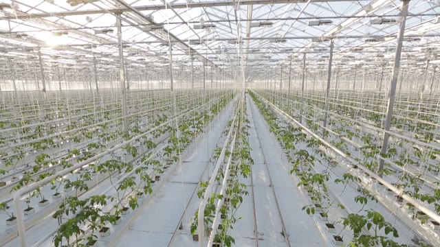 The Huge Greenhouse, The Camera Shoots Between Rows Of Plants