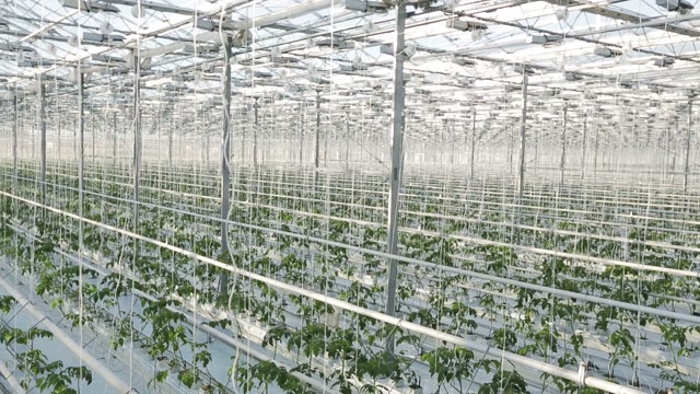 Long Rows Of Green Plants In A Huge Glasshouse