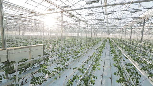 Rows Of Plants In A Big Greenhouse. The Camera Shoots From The Top