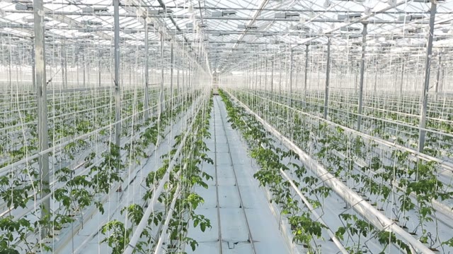 Long Rows Of Green Plants In A Huge Glasshouse. The Camera Shoots From The Top