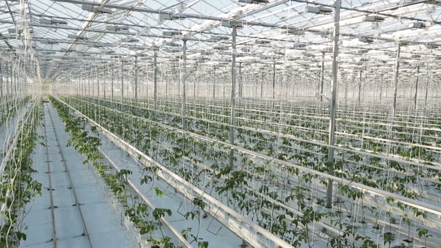 Rows Of Plants In A Large Greenhouse. The Camera Shoots From The Top