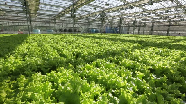 Huge Beds With Lettuce In The Greenhouse
