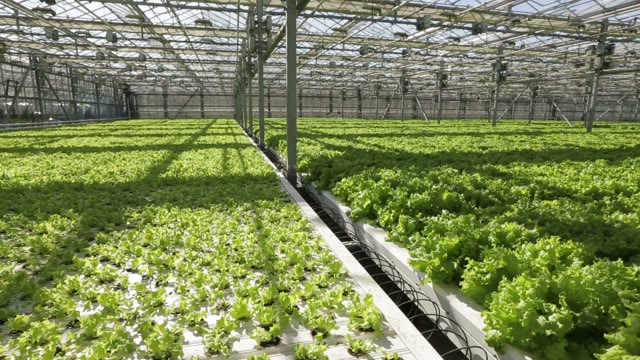 Large Greenhouse. Green Salad And Vegetables