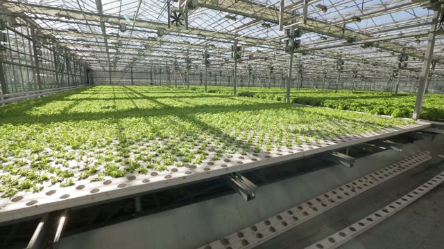 Building Sites For Planting Lettuce In The Greenhouse
