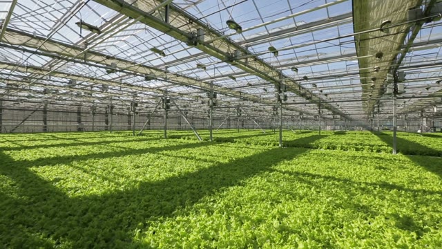 The Vast Field Sown Lettuce In The Greenhouse. People Working In The Background
