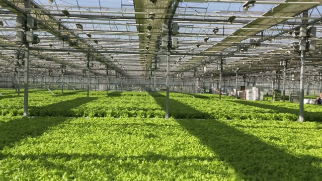 Large Industrial Greenhouses, Green Beds, People Are Working In The Background