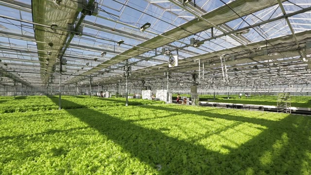 Large Industrial Greenhouses, Green Beds, People Are Working In The Background