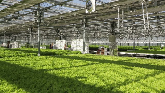 Large Industrial Greenhouses, Green Beds, People Are Working In The Background