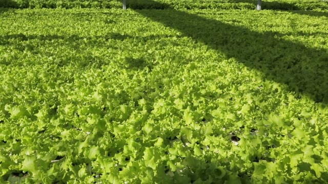 Close-up Of Lettuce Growing In The Garden