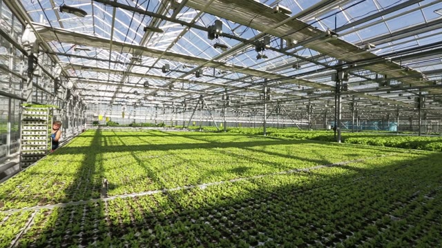 Large Greenhouse. Green Beds. Woman Truck Rolls With Salad
