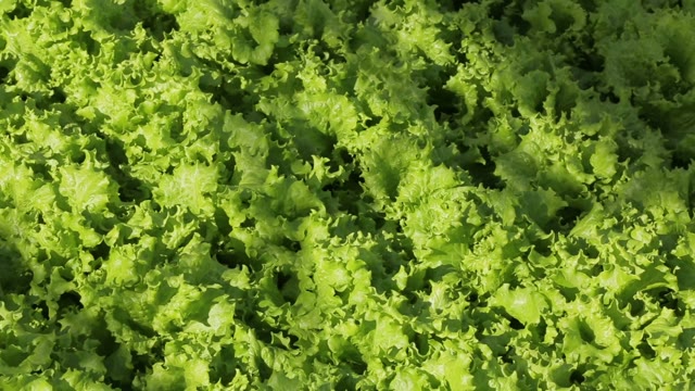 Green Salad Is Growing In The Greenhouse, Close-up