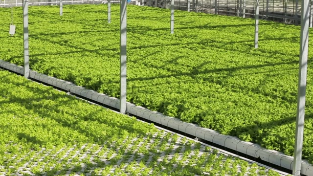 Panorama Greenery Growing In The Greenhouse