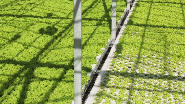 Greenery Growing In The Greenhouse