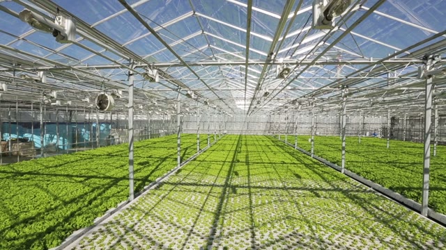 Large Industrial Greenhouses. Green Beds. Shooting From Height