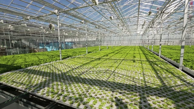 Large Industrial Greenhouses. Green Beds. Shooting From Height