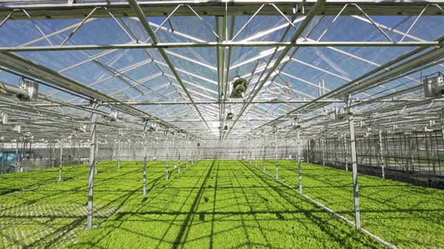 Large Industrial Greenhouses. Green Beds. Shooting From Height
