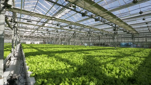 Large Industrial Greenhouses. Green Beds. Shooting From Height