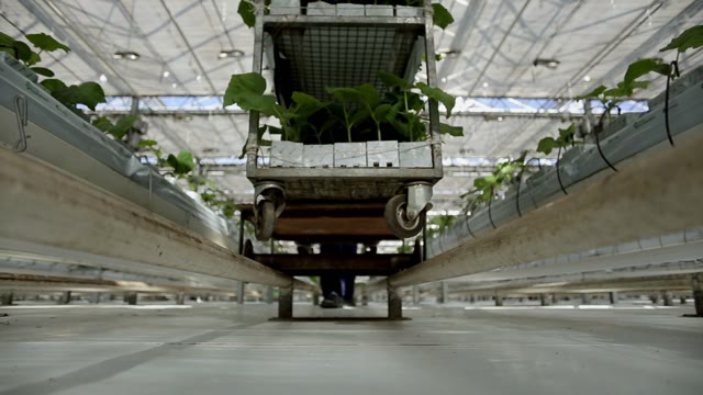 Working In The Greenhouse Roll Trolley Wheels On The Rails With Green Plants On