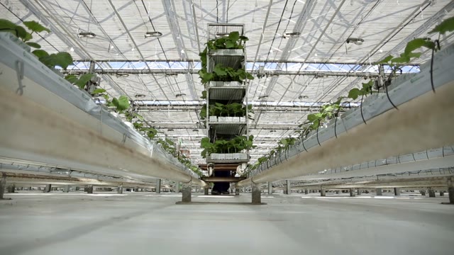 Working In The Greenhouse Roll Cart With Green Plants On The Camera