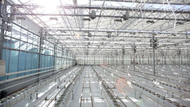 Panorama Of A Large Greenhouse, Potted Plants