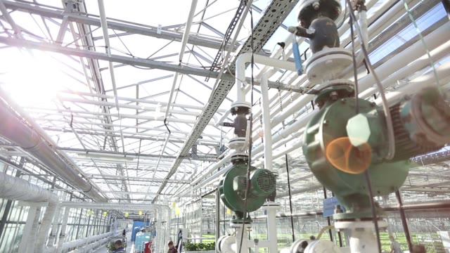 Employees Of Greenhouse Plants Are Transported On A Hand Cart