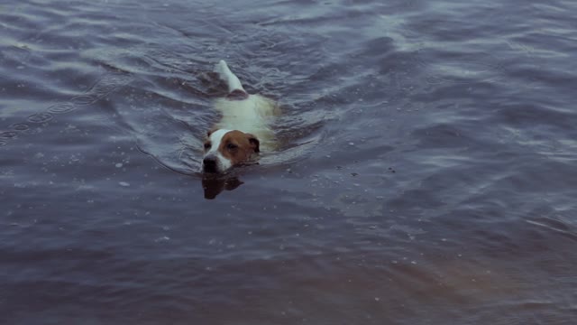 Dog Swims To The Camera, Then Runs Off.