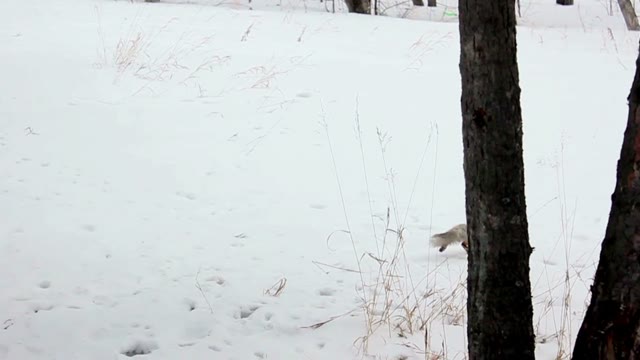 Winter In The Forest Runs Squirrel In Winter Coloration