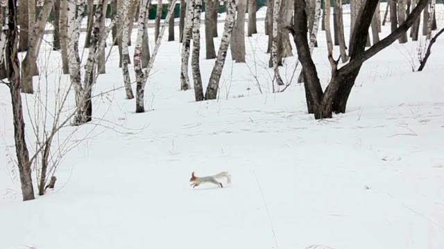 Squirrel Running Through The Winter Meadow. In The Background Trees