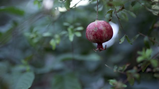 Ripe Pomegranate Hanging On A Tree, Next To Wedding Rings.