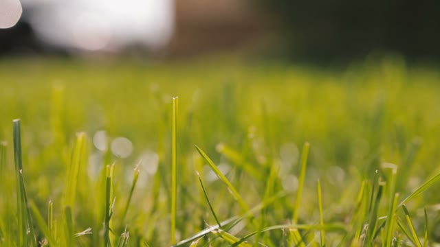 The Camera Flies Through The Grass.